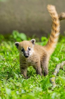 South American coati (Nasua nasua) youngster standing on the ground, captive, Zoo Augsburg