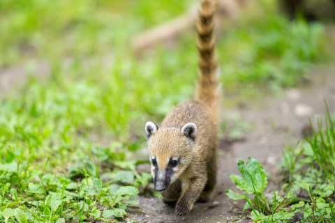 South American coati (Nasua nasua) youngster walking on the ground, captive, Zoo Augsburg