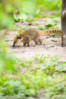 South American coati (Nasua nasua) youngster walking on the ground, captive, Zoo Augsburg