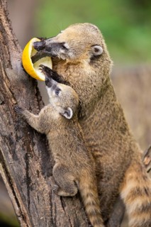 South American coati (Nasua nasua) mother with its youngster on an old tree trunk, captive, Zoo