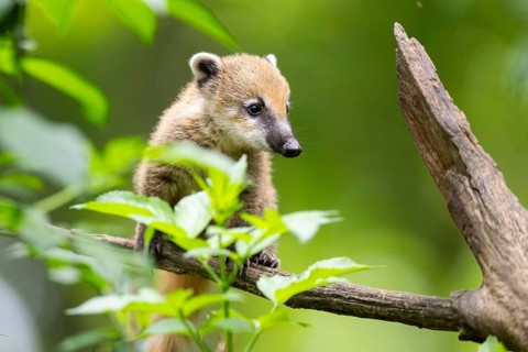 South American coati (Nasua nasua) youngster klimbing a little tree, captive, Zoo Augsburg