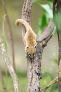 South American coati (Nasua nasua) youngster klimbing a little tree, captive, Zoo Augsburg