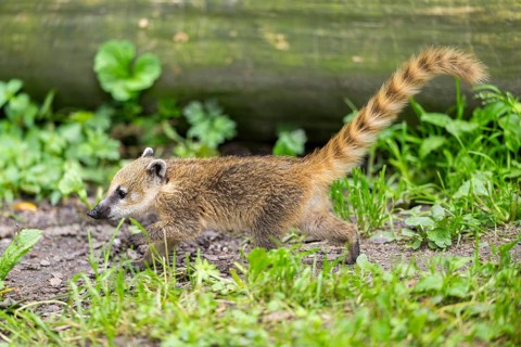 South American coati (Nasua nasua) youngster walking on the ground, captive, Zoo Augsburg