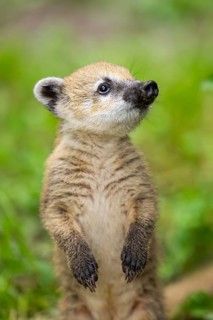 South American coati (Nasua nasua) youngster standing on the ground, captive, Zoo Augsburg