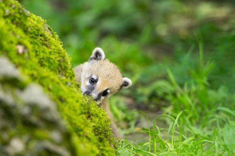 South American coati (Nasua nasua) youngster on a mossy rock, captive, Zoo Augsburg