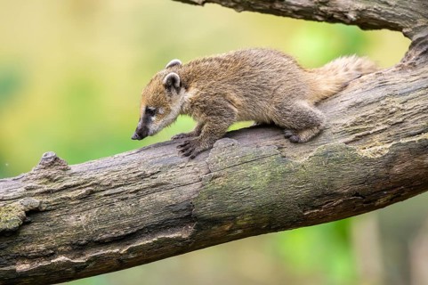 South American coati (Nasua nasua) youngster klimbing in a tree, captive, Zoo Augsburg