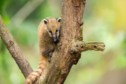 South American coati (Nasua nasua) youngster klimbing a little tree, captive, Zoo Augsburg