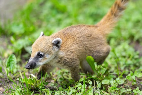 South American coati (Nasua nasua) youngster walking on the ground, captive, Zoo Augsburg
