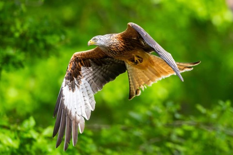 Red kite (Milvus milvus) flying in a forest in early summer, Bavaria, Germany