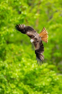 Red kite (Milvus milvus) flying in a forest in early summer, Bavaria, Germany