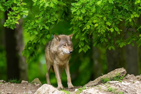 Eastern wolf (Canis lupus lycaon) standing on a little hill, Bavaria, Germany