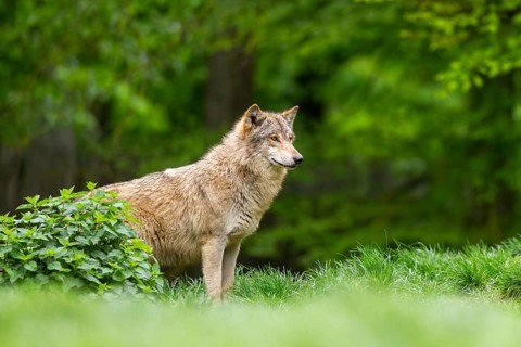 Eastern wolf (Canis lupus lycaon) standing on a meadow, Bavaria, Germany