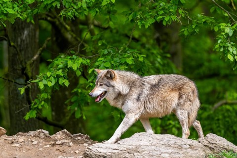 Eastern wolves (Canis lupus lycaon) walking on a little hill, Bavaria, Germany