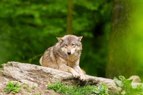 Eastern wolf (Canis lupus lycaon) lying on a little hill, Bavaria, Germany