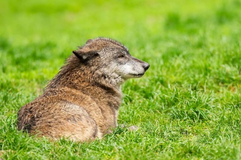 Eastern wolf (Canis lupus lycaon) lying on a meadow, Bavaria, Germany
