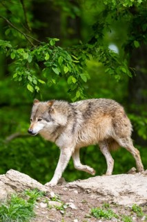 Eastern wolf (Canis lupus lycaon) running on a little hill, Bavaria, Germany