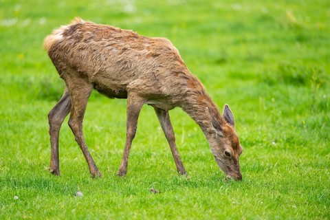 Red deer (Cervus elaphus) hind standing on a meadow, Bavaria, Germany
