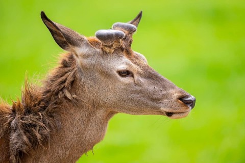 Red deer (Cervus elaphus) stag, portrait, Bavaria, Germany