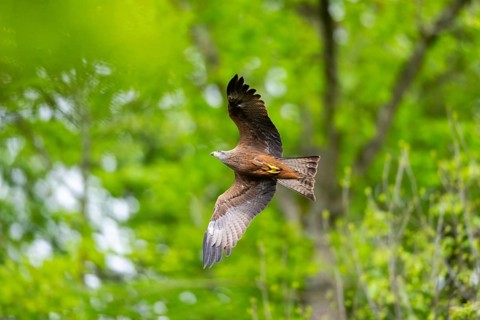 Black kite (Milvus migrans) flying in a forest in early summer, Bavaria, Germany