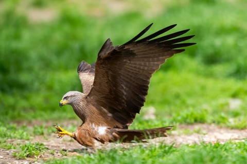 Black kite (Milvus migrans) landing on a meadow while hunting, wildlife, Bavaria, Germany
