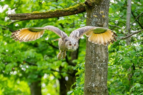 Western Siberian eagle-owl (Bubo bubo sibiricus) flying from a tree, Bavaria, Germany