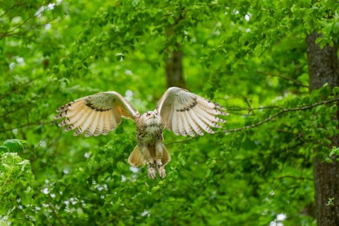 Western Siberian eagle-owl (Bubo bubo sibiricus) landing on a tree, captive, Bavaria, Germany