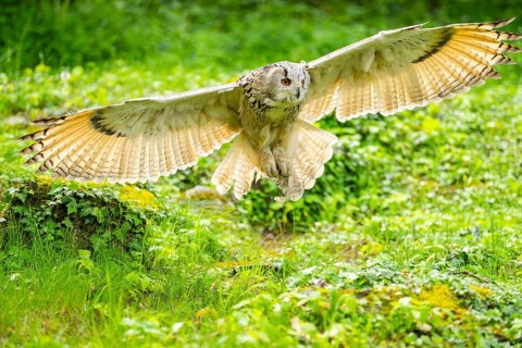Western Siberian eagle-owl (Bubo bubo sibiricus) flying over a clearing in the forest, Bavaria,