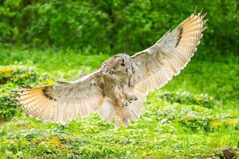 Western Siberian eagle-owl (Bubo bubo sibiricus) landing on the ground, captive, Bavaria, Germany