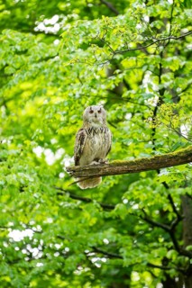 Western Siberian eagle-owl (Bubo bubo sibiricus) sitting on a tree, Bavaria, Germany