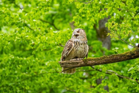 Western Siberian eagle-owl (Bubo bubo sibiricus) sitting on a tree, captive, Bavaria, Germany