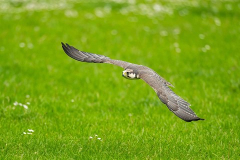 Peregrine falcon (Falco peregrinus) flying over a meadow, Bavaria, Germany