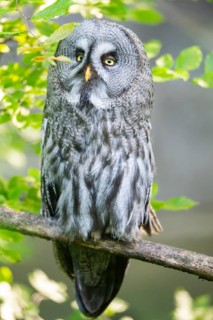 Ural owl (Strix uralensis) sitting on a branch, captive, Zoo Augsburg, Germany