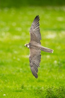 Peregrine falcon (Falco peregrinus) flying over a meadow, Bavaria, Germany