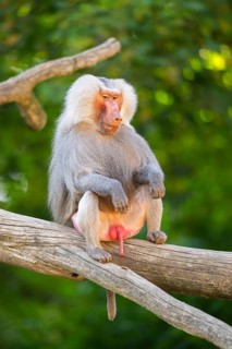 Hamadryas baboon (Papio hamadryas) male sitting, captive, Zoo Augsburg, Germany
