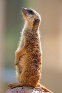 Meerkat (Suricata suricatta) standing on an old tree trunk, captive, Zoo Augsburg, Bavaria, Germany