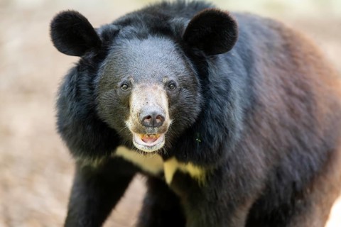 American black bear (Ursus americanus), portrait, captive, Zoo Augsburg, Bavaria, Germany