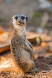 Meerkat (Suricata suricatta) standing in the sand, captive, Zoo Augsburg, Bavaria, Germany