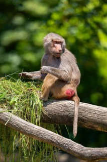 Hamadryas baboon (Papio hamadryas) sitting, captive, Zoo Augsburg, Germany