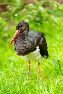 Black stork (Ciconia nigra) walking on a meadow, Bavaria, Germany