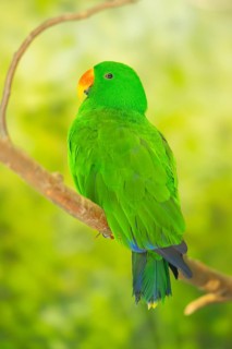 Papuan eclectus (Eclectus polychloros) sitting on a branch, captive, captive, Zoo Augsburg, Germany