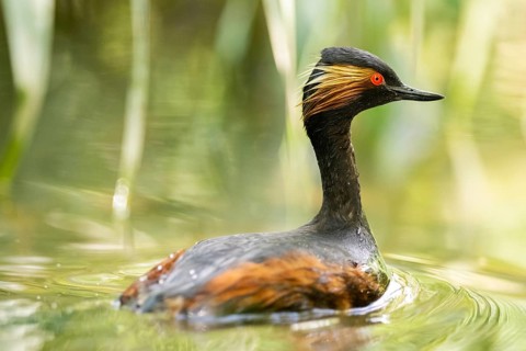 Black-necked grebe or eared grebe (Podiceps nigricollis) swimming in the water, captive, Zoo