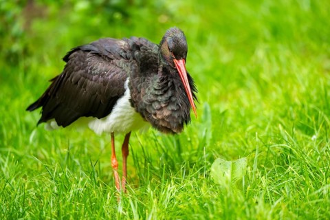 Black stork (Ciconia nigra) walking on a meadow, Bavaria, Germany