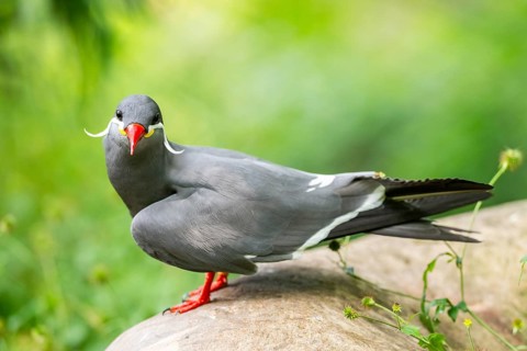 Inca tern (Larosterna inca) sitting on a rock, captive, Zoo Augsburg, Germany
