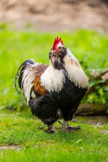 Chicken (Gallus gallus domesticus) rooster standing on a meadow, Bavaria, Germany