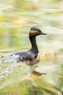 Black-necked grebe or eared grebe (Podiceps nigricollis) swimming in the water, captive, Zoo