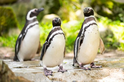 African penguin (Spheniscus demersus) standing on a rock, captive, Zoo Augsburg, Germany