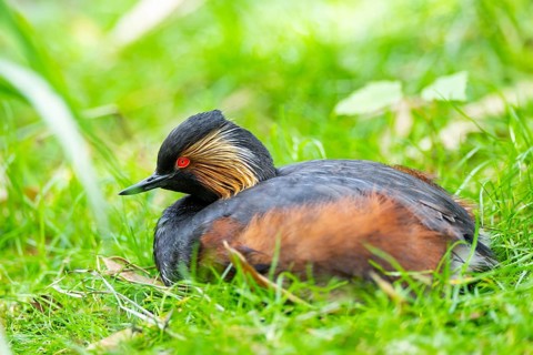 Black-necked grebe or eared grebe (Podiceps nigricollis) lying on a meadow, captive, Zoo Augsburg,