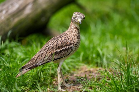 Eurasian stone-curlew (Burhinus oedicnemus) standing on a meadow, captive, Zoo Augsburg, Germany