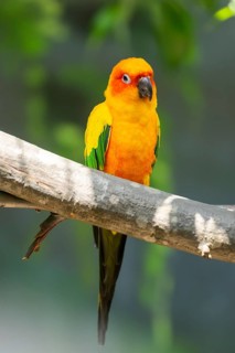 Fischer's lovebirds (Agapornis fischeri) sitting on a branch, captive, captive, Zoo Augsburg,