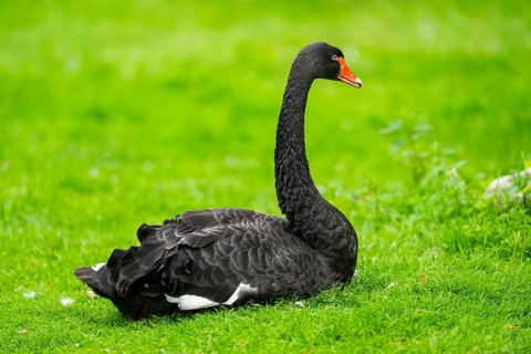Black swan (Cygnus atratus) lying on a meadow, captive, Zoo Augsburg, Bavaria, Germany